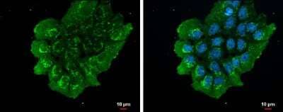Immunocytochemistry/ Immunofluorescence: Nesfatin-1/Nucleobindin-2 Antibody [NBP3-12972]