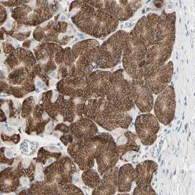 Immunohistochemistry-Paraffin: Nesfatin-1/Nucleobindin-2 Antibody [NBP1-87383]