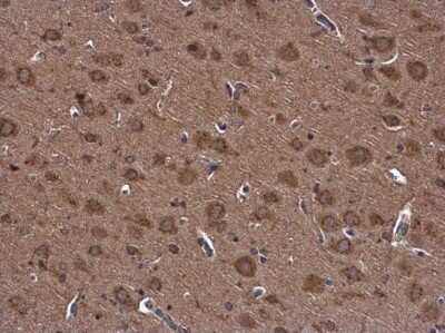Immunohistochemistry-Paraffin: Nesfatin-1/Nucleobindin-2 Antibody [NBP3-12972]