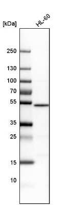 Western Blot: Nesfatin-1/Nucleobindin-2 Antibody [NBP1-87383]