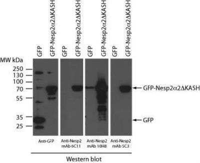 Western Blot: Nesprin 2 Antibody (10H8)BSA Free [NBP2-59945]