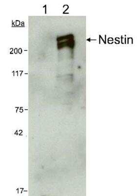 Western Blot: Nestin Antibody (10C2)BSA Free [NB300-266]