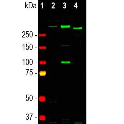 Western Blot: Nestin Antibody (4D11) [NBP1-92717]