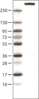 Western Blot: Nestin Antibody (CL0197) [NBP2-59775]