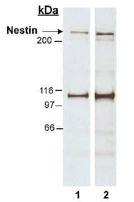 Western Blot: Nestin Antibody [NB300-265]