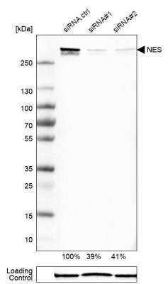 Western Blot: Nestin Antibody [NBP2-48504]