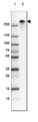 Western Blot: Nestin Antibody [NBP2-48575]