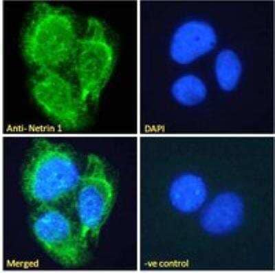 Immunocytochemistry/ Immunofluorescence: Netrin-1 Antibody [NBP1-51922]