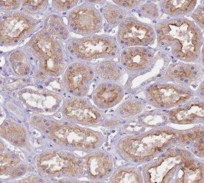 Immunohistochemistry-Paraffin: Netrin-4 Antibody [NBP2-13680]