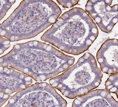 Immunohistochemistry-Paraffin: Netrin-4 Antibody [NBP2-13680]