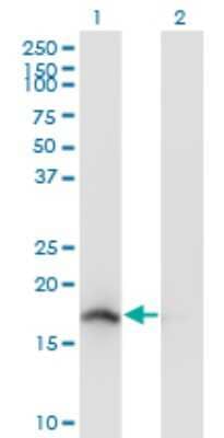 Western Blot: Neudesin Antibody (7D10) [H00029937-M04]