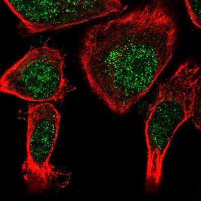 Immunocytochemistry/ Immunofluorescence: Neudesin Antibody [NBP1-84462]