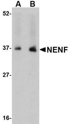 Western Blot: Neudesin AntibodyBSA Free [NBP1-77331]