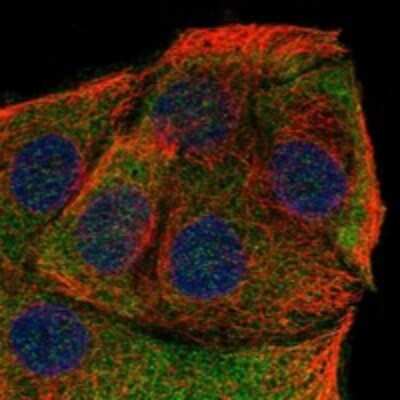 Immunocytochemistry/ Immunofluorescence: Neuferricin Antibody [NBP3-17522]