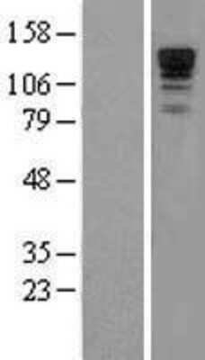 Western Blot: Neurabin 1 Overexpression Lysate [NBL1-14688]