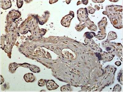 Immunohistochemistry-Paraffin: Neuregulin-1/NRG1 Antibody (MM0483-1Y45) - Azide and BSA Free [NBP2-11811]