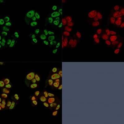 Immunocytochemistry/ Immunofluorescence: Neuregulin-1/NRG1 Antibody (NRG1/2752) [NBP2-79713]