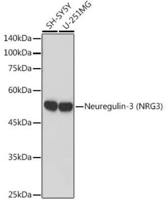 Western Blot: Neuregulin-3/NRG3 Antibody (6V9X1) [NBP3-15901]