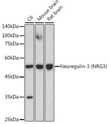 Western Blot: Neuregulin-3/NRG3 Antibody (6V9X1) [NBP3-15901]