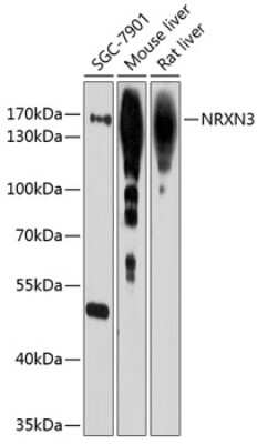 Western Blot: Neurexin 3/NRXN3 AntibodyBSA Free [NBP2-93379]