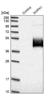 Western Blot: Neurexophilin-1 Antibody [NBP1-92216]