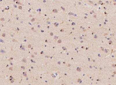 Immunohistochemistry-Paraffin: Neurexophilin 2 Antibody [NBP3-05854]