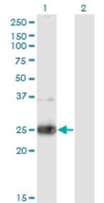 Western Blot: Neurexophilin-3 Antibody (4C8) [H00011248-M05]