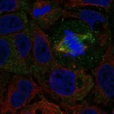 Immunocytochemistry/ Immunofluorescence: Neurexophilin-3 Antibody [NBP3-17900]