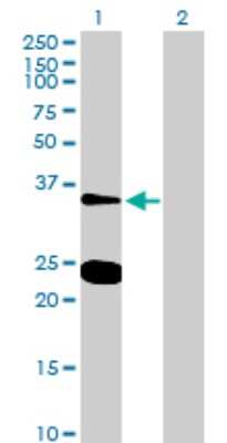 Western Blot: Neurexophilin-3 Antibody [H00011248-B01P]