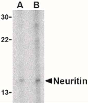 Western Blot: Neuritin AntibodyBSA Free [NBP1-77282]