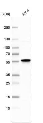 Western Blot: Neuro D4 Antibody [NBP2-13932]