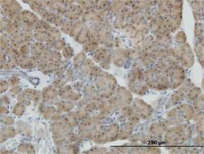 Immunohistochemistry-Paraffin: NeuroD1 Antibody (3D11) [H00004760-M02]