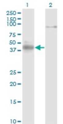 Western Blot: NeuroD1 Antibody (3D11) [H00004760-M02]