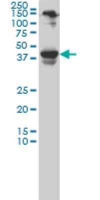 Western Blot: NeuroD1 Antibody (3H8) [H00004760-M01]