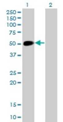 Western Blot: NeuroD1 Antibody (3H8) [H00004760-M01]