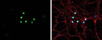 Immunocytochemistry/ Immunofluorescence: NeuroD1 Antibody [NBP3-13350]