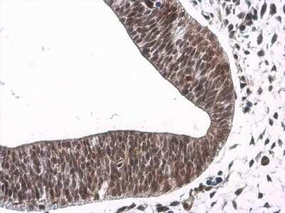 Immunohistochemistry-Paraffin: NeuroD1 Antibody [NBP3-13350]