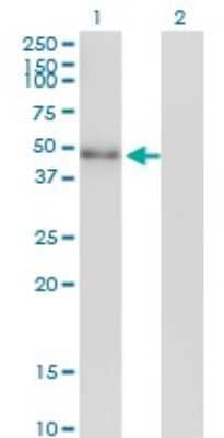 Western Blot: NeuroD2 Antibody (3E7) [H00004761-M01]