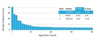 Protein Array: NeuroD2 Antibody (PCRP-NEUROD2-1G1) - Azide and BSA Free [NBP3-14015]