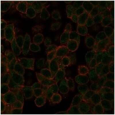 Immunocytochemistry/ Immunofluorescence: NeuroD2 Antibody (PCRP-NEUROD2-1G1) [NBP3-13981]