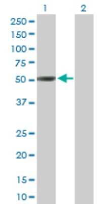 Western Blot: NeuroD2 Antibody [H00004761-D01P]