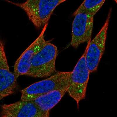 Immunocytochemistry/ Immunofluorescence: Neurobeachin Antibody [NBP1-90004]