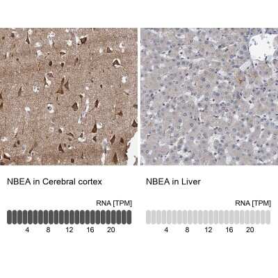 Immunohistochemistry-Paraffin: Neurobeachin Antibody [NBP1-90003]