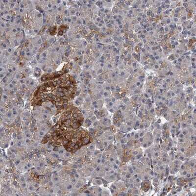 Immunohistochemistry-Paraffin: Neurobeachin Antibody [NBP1-90003]