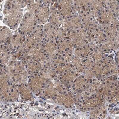 Immunohistochemistry-Paraffin: Neurobeachin Antibody [NBP1-90003]