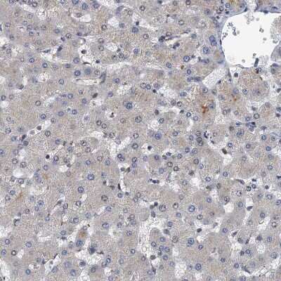 Immunohistochemistry-Paraffin: Neurobeachin Antibody [NBP1-90003]