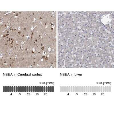 Immunohistochemistry-Paraffin: Neurobeachin Antibody [NBP1-90004]