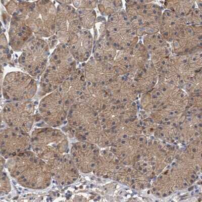 Immunohistochemistry-Paraffin: Neurobeachin Antibody [NBP1-90004]