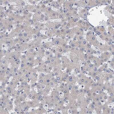 Immunohistochemistry-Paraffin: Neurobeachin Antibody [NBP1-90004]