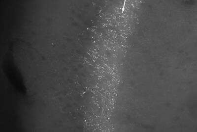 Immunohistochemistry: Neurochondrin Antibody [NBP1-60892]